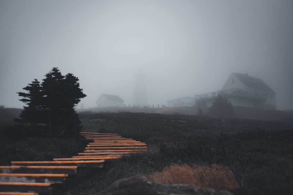 a foggy landscape with trees and buildings